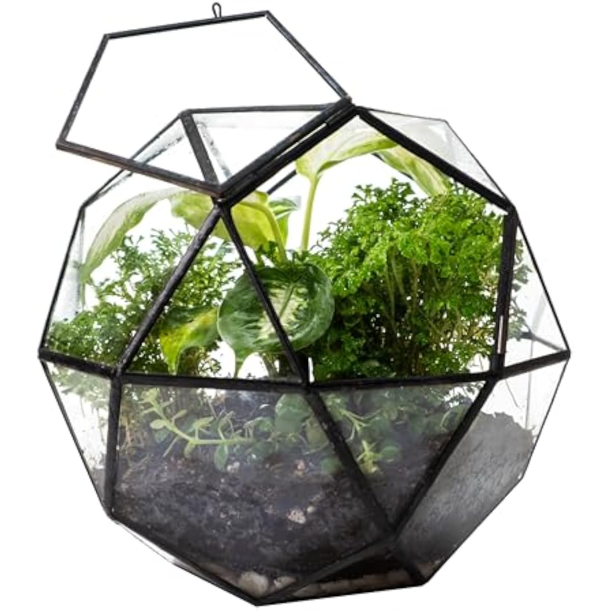 Geometrische bolterrarium met  - Glass Door Hinge recensie en prijs